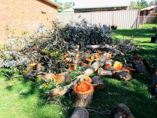 Storm Damaged Trees Chopped Up and Ready for Skip Bin Removal
