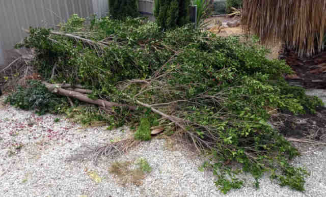 Acceptable Greenery for a Green Waste Skip Bin