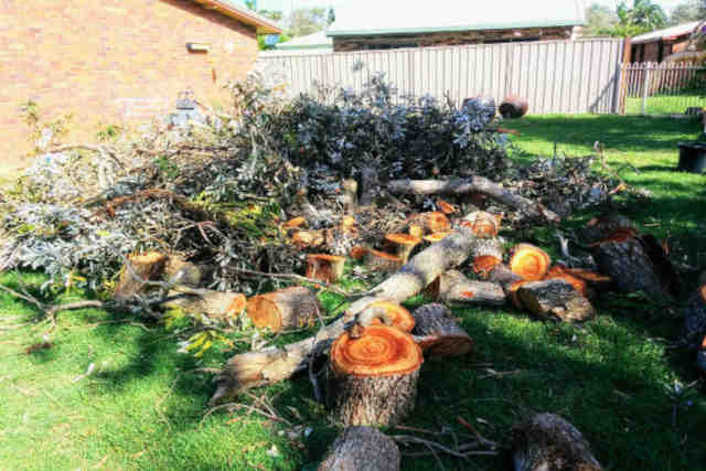 Lalor Park Skip Bin Hire ready to takeaway storm damaged trees