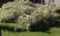 Green bins availabe to recycle garden waste ideal for skip bin hire