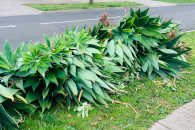 Western Australia waste management services for rubbish removal of green waste in Bunbury area