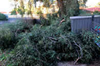 Green Waste ready for skip bin hire